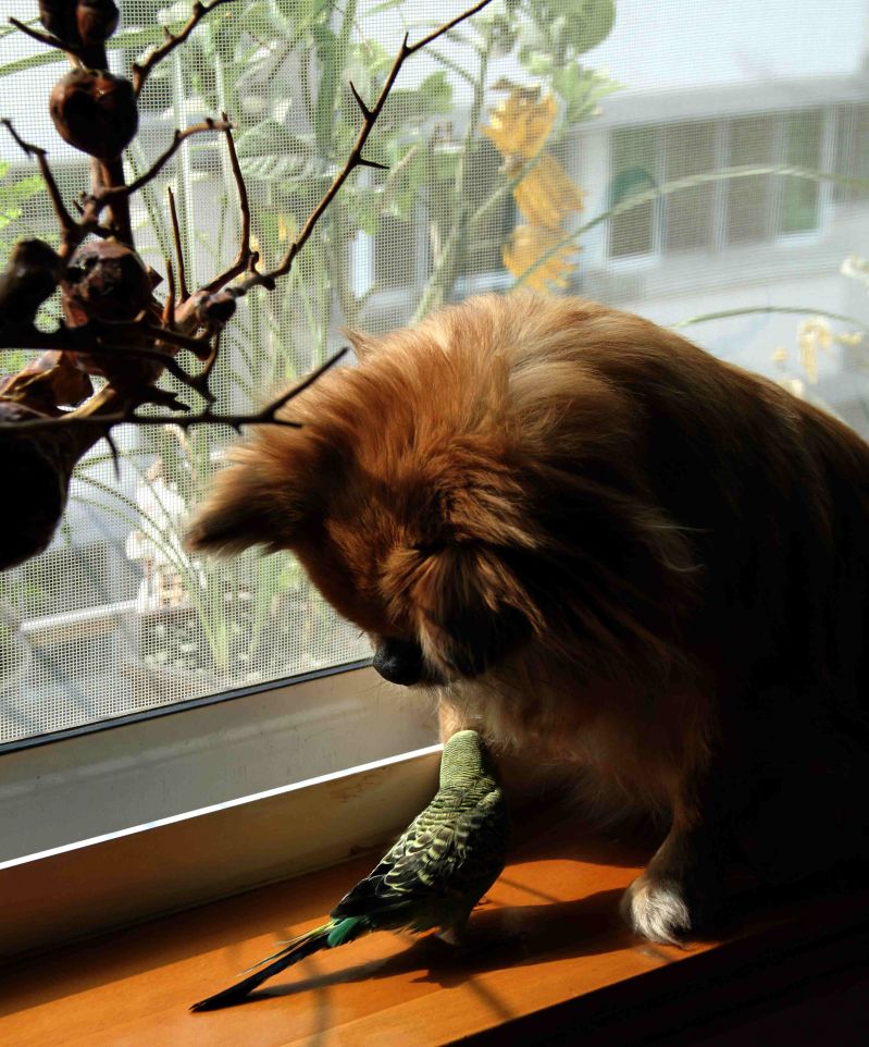 我家的小鸟和小狗