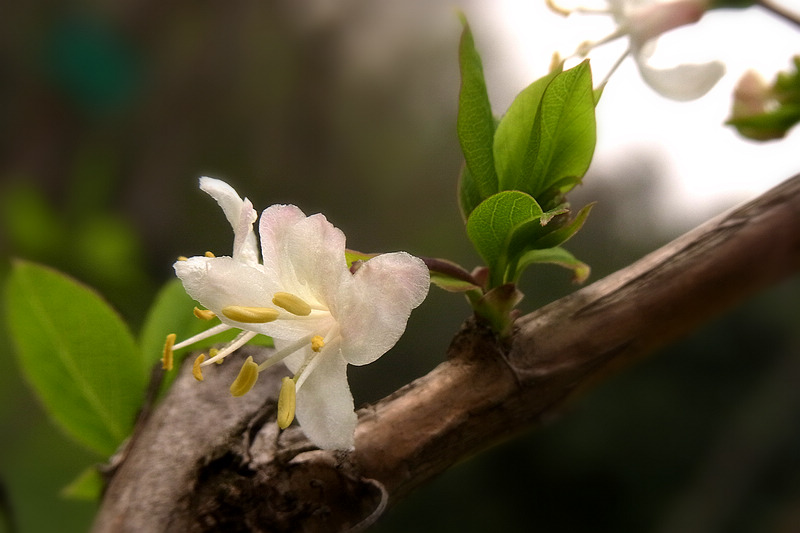 郁香忍冬 (1).jpg