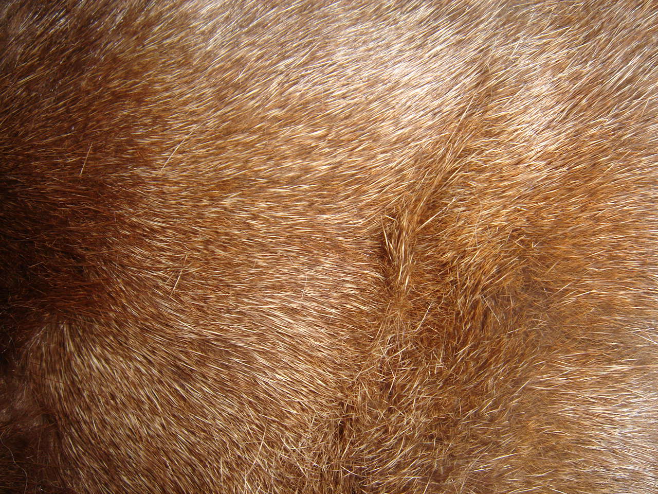 清末民初大襟镶滚夹皮袄,求高手鉴定估价