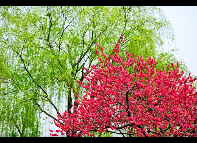 西湖春色:柳绿桃红,桃柳争春(西湖白堤,苏堤)