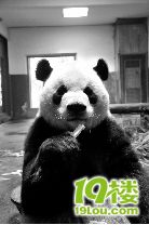 杭州26岁的大熊猫成成也是位辣妈(组图)