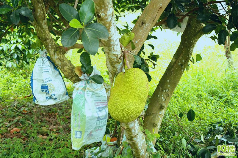史無前例的泰好玩~曼谷、芭提雅、沙美自由行