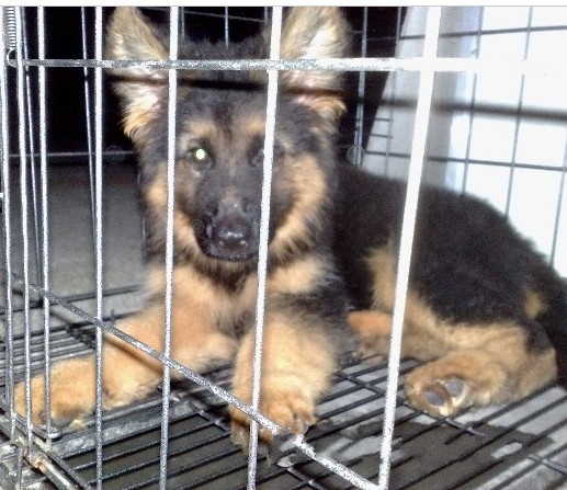 出售纯种德国牧羊犬德牧宝宝(黑背)