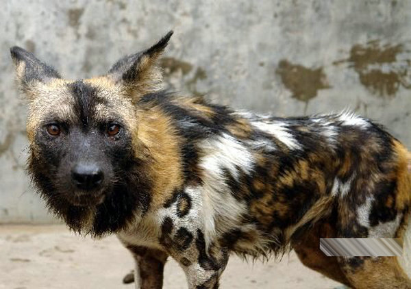 令狮虎生畏的凶悍"非洲大色狼"