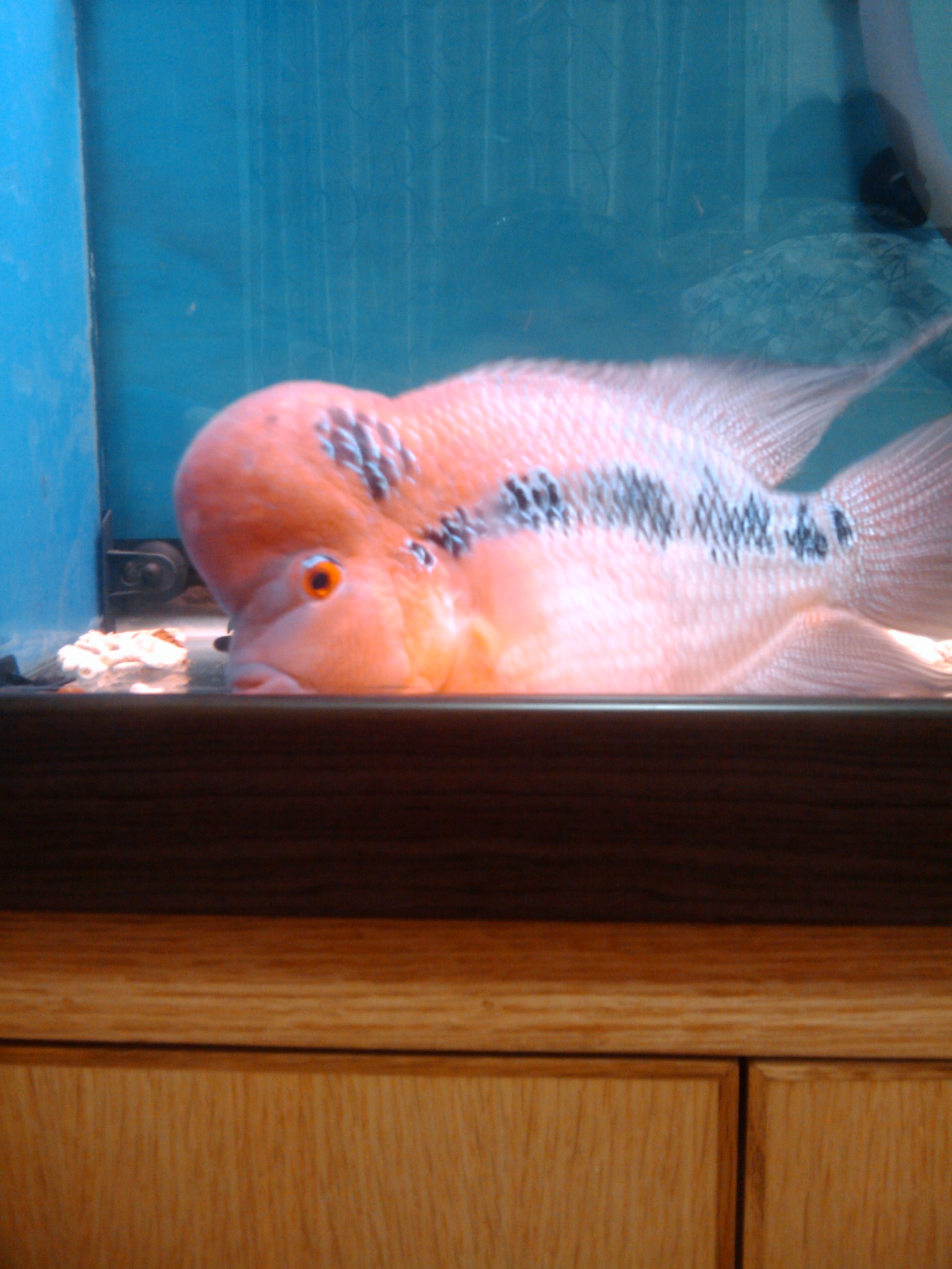 出售家养鸿运当头罗汉鱼