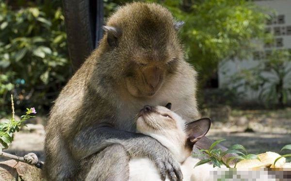 猴猫之恋 爱情面前神马都是浮云