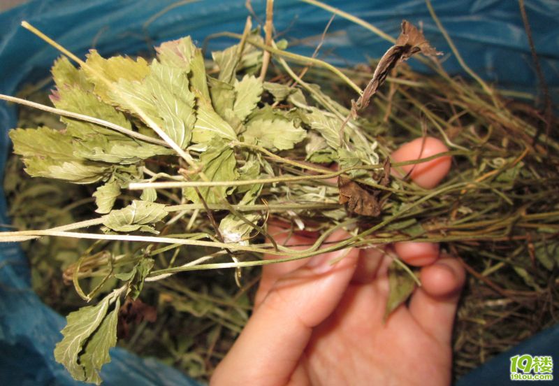 消除扁桃体炎症的速效草药(求名)