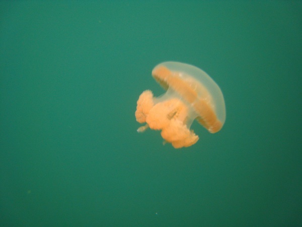 飘逸又神秘的水母真的好想养!