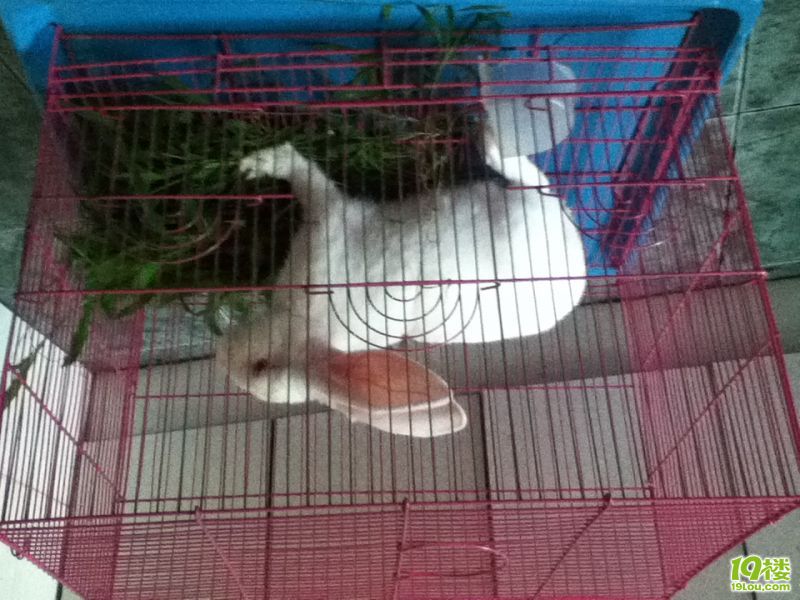 转让兔笼子,送托盘和兔子