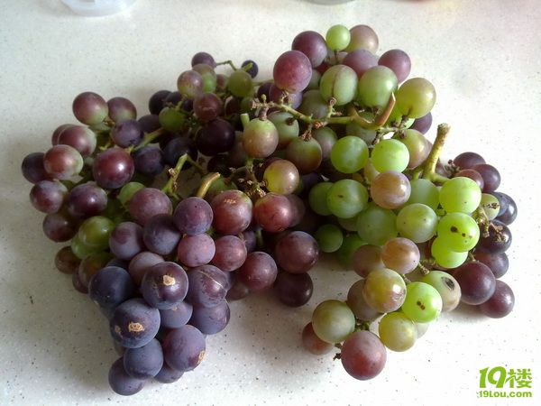 葡萄2.jpg