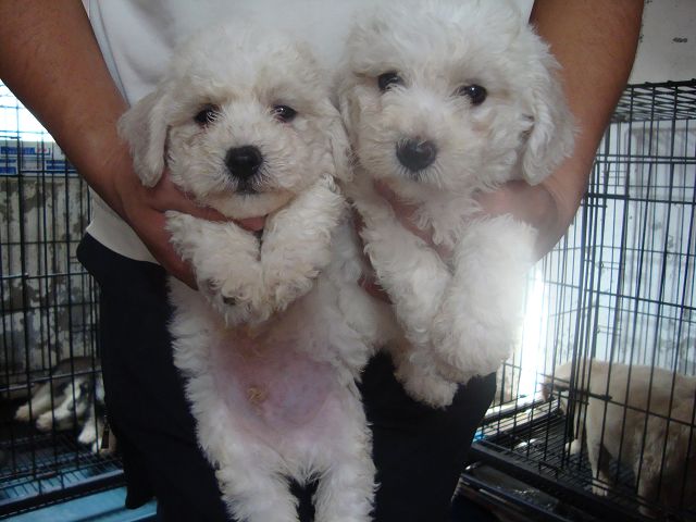 出售纯种金毛比熊幼犬支持支付宝