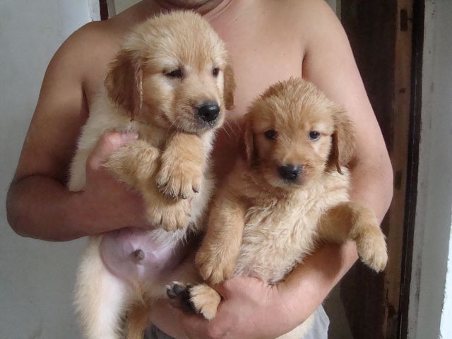 出售纯种金毛比熊幼犬支持支付宝