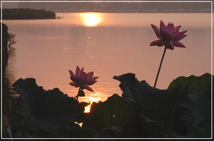 东方红【荷花摄影原创】