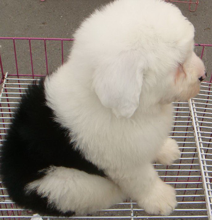 白头黑背 体态完美 血统高贵 健康可爱 古代牧羊犬