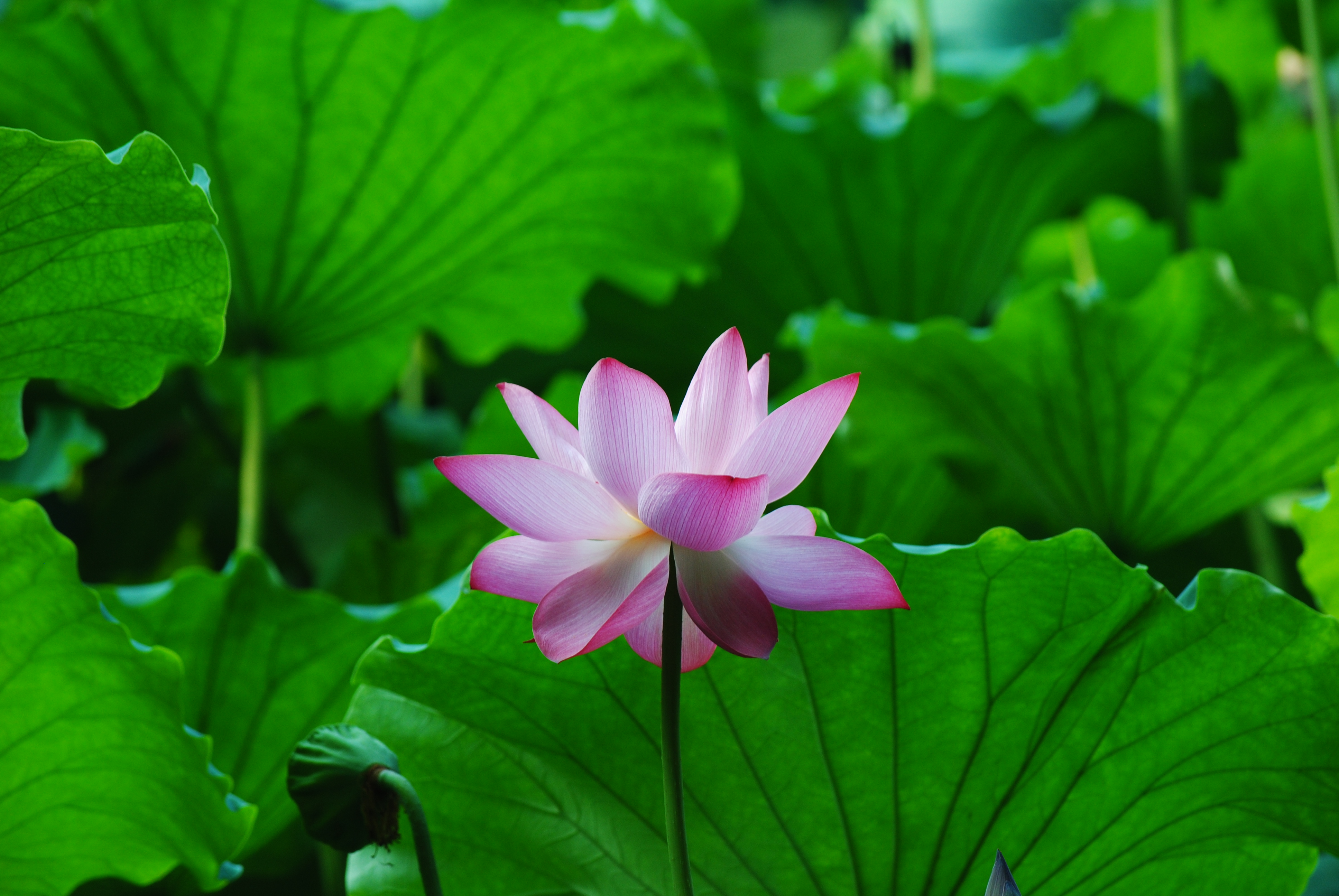 北山路之荷花-第682030808页-边走边拍-杭州19楼