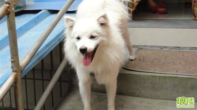 家养日本尖嘴狐无偿征婚,非诚勿扰!