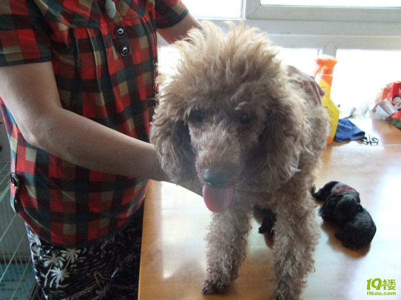 被狗咬主人不马上处理的还是报警好,不要妇人