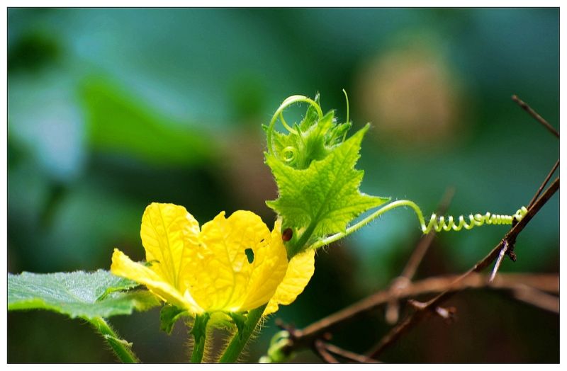 瓜藤瓜花