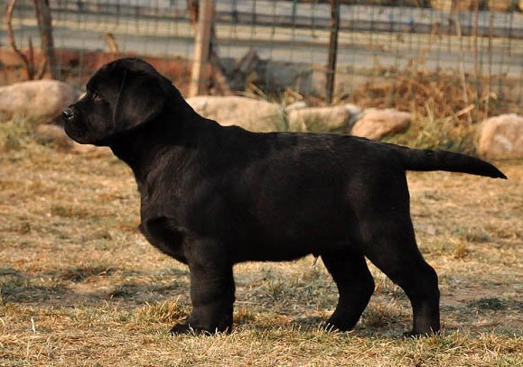 純種 黑色 拉布拉多犬 幼犬 黃色 拉布拉多導盲犬