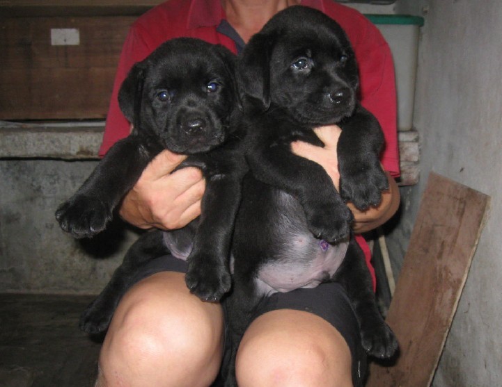 純種 黑色 拉布拉多犬 幼犬 黃色 拉布拉多導盲犬