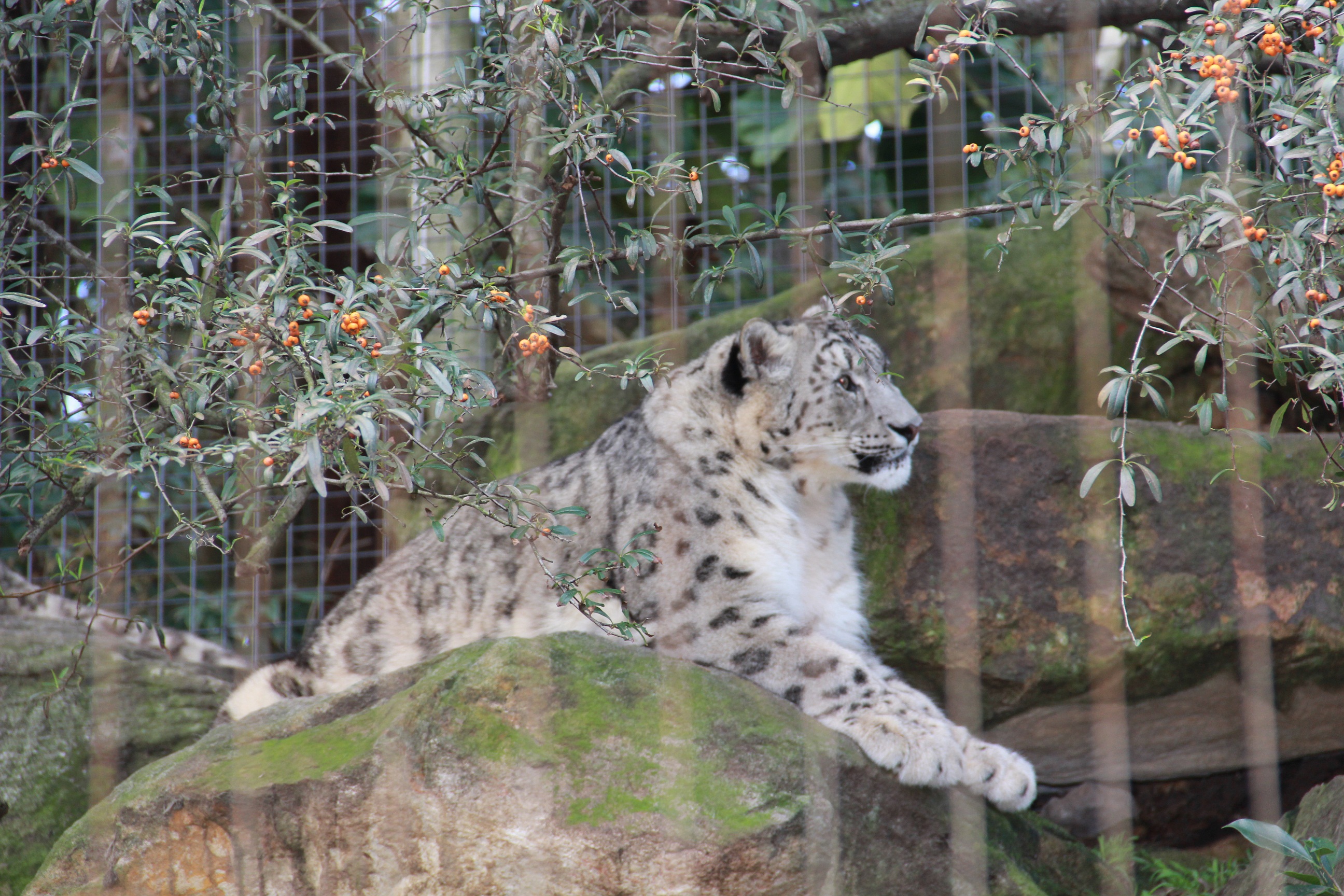 各种形态:狮,虎,豹