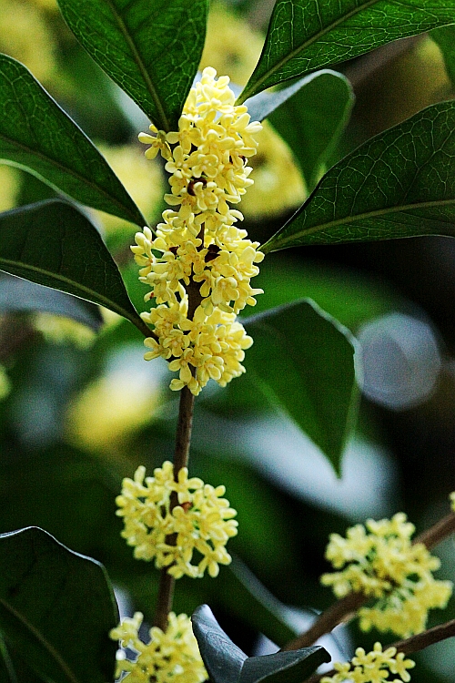 盛开的杭州市花