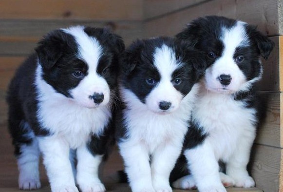 边境牧羊犬 纯种边牧 智商第一 聪明机智