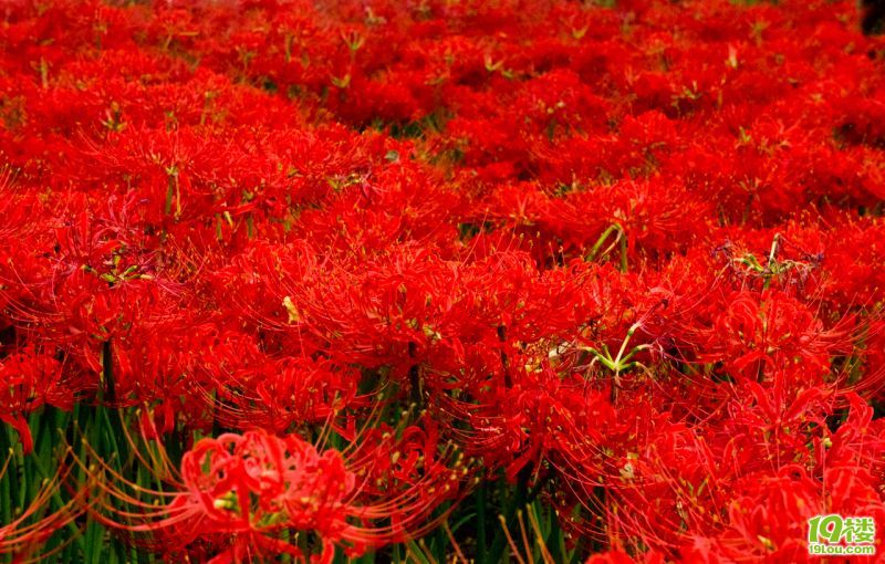 【游日本】崎玉之高丽&川越。page7更新忍野