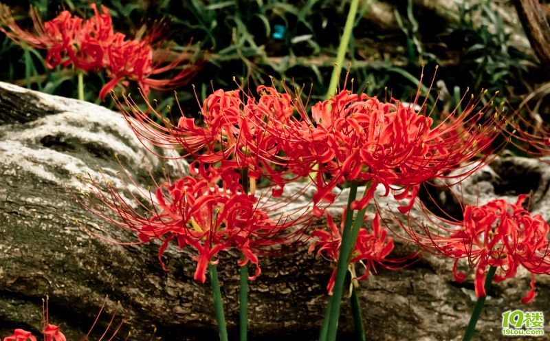 【游日本】崎玉之高丽&川越。page7更新忍野