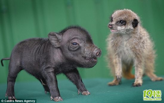 猫鼬和疣猪成为伙伴演绎现实版狮子王(组图)