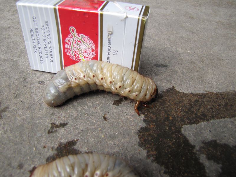 【变异】芋头地里的虫子(慎入,吃饭时请勿看)