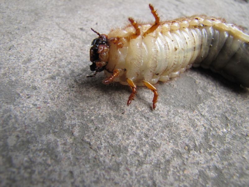 【变异】芋头地里的虫子(慎入,吃饭时请勿看)