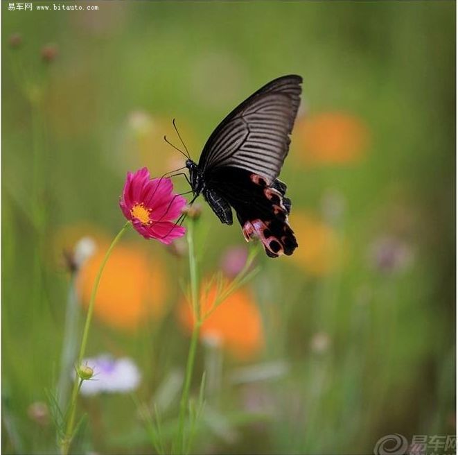 你是风儿我是沙,你是凤蝶我是花~