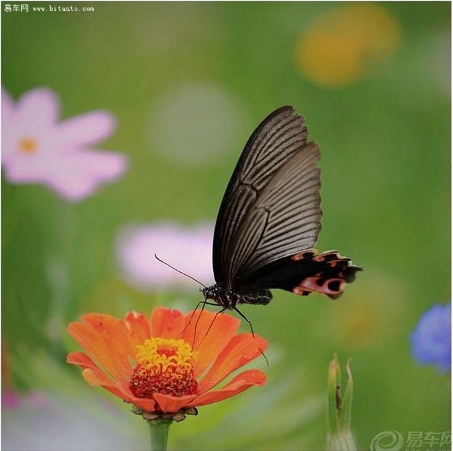 你是风儿我是沙,你是凤蝶我是花~