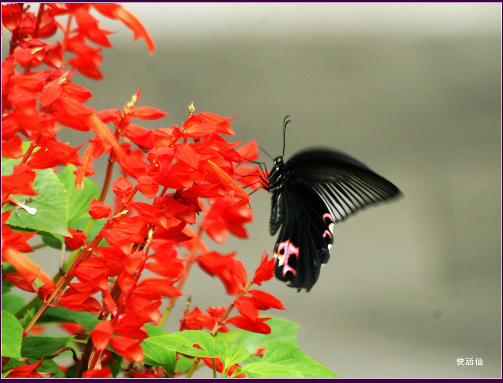 花蝴蝶与一串红