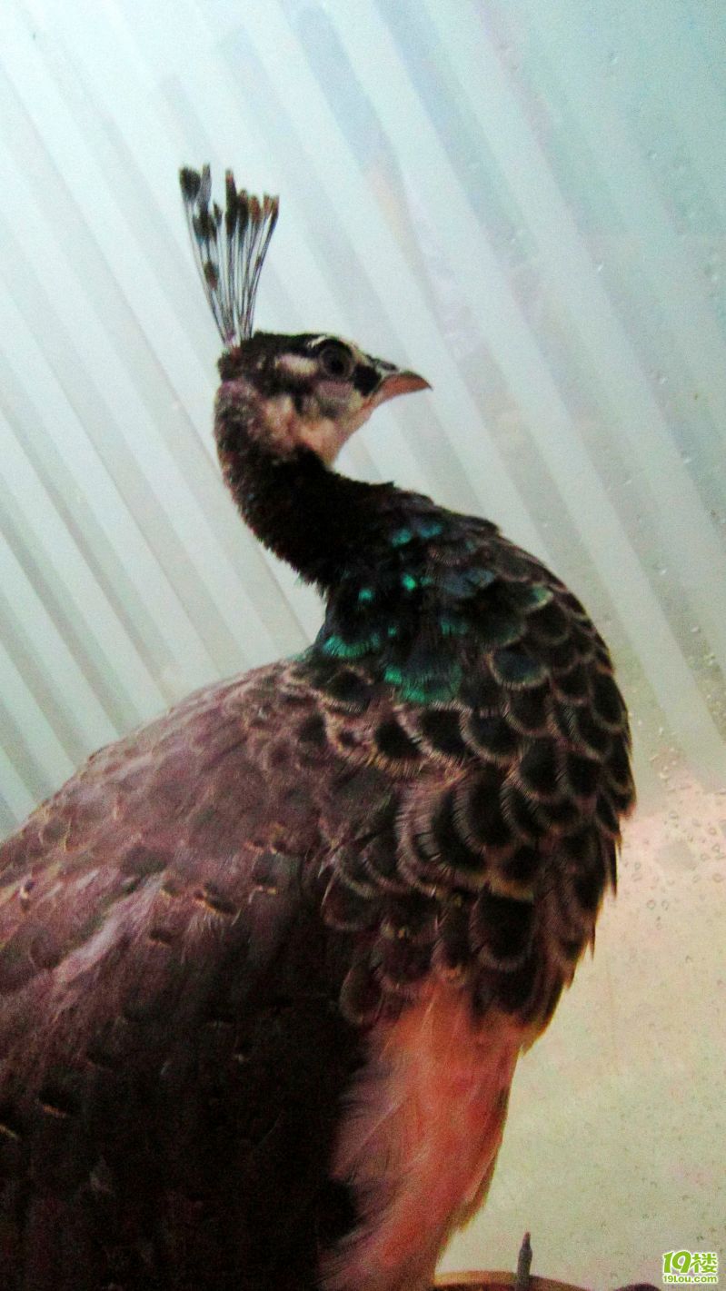 小公蓝孔雀出售(四个月)从小家养,不怕人,吃肉