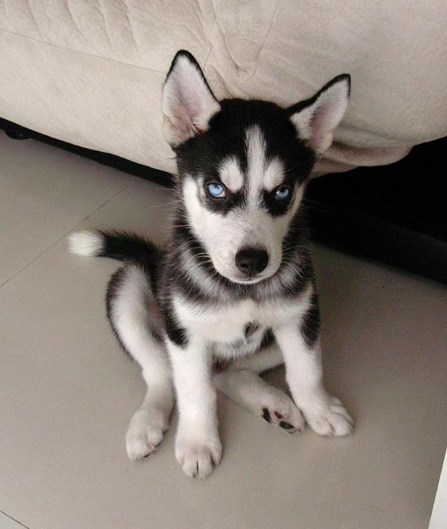 质量有保障 低价出售纯种哈士奇 幼犬