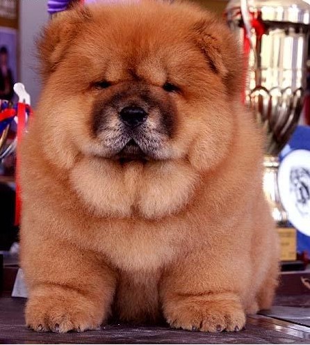 大肉嘴松狮宝宝肉嘟嘟品格正直憨厚忠诚.黄色白色齐全