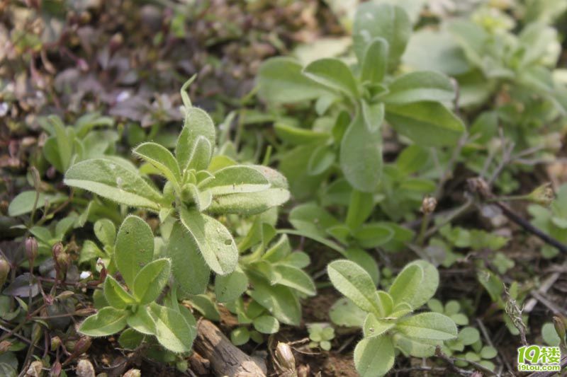 这些野菜你认识吗?以后我发现新的野菜了就在这里更新-家常菜-19楼私