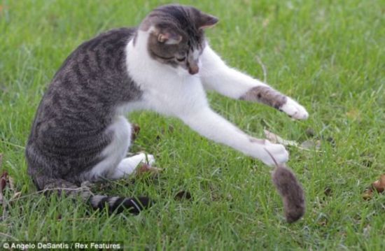 现实版猫捉老鼠 精彩瞬间被摄影师拍下