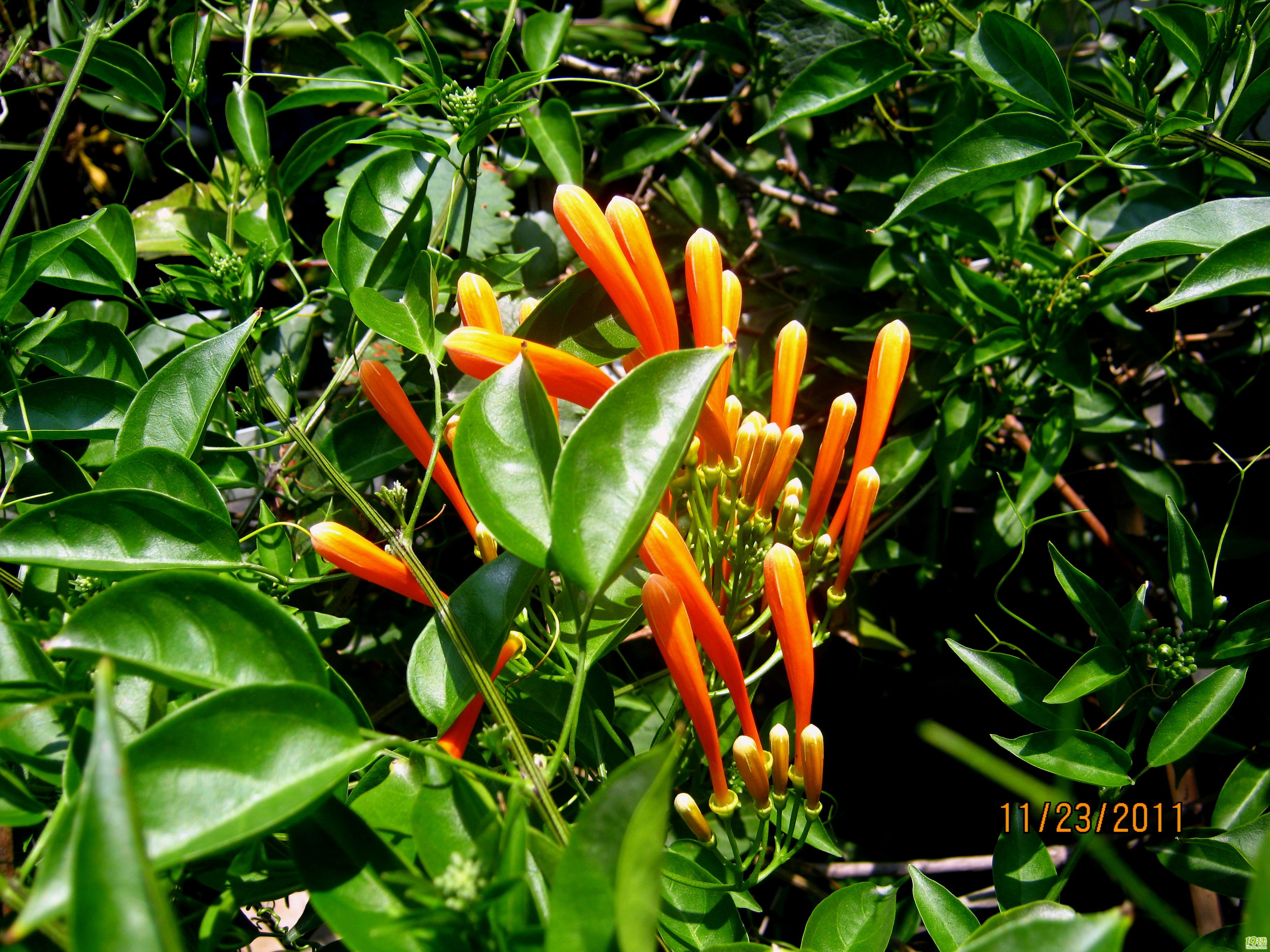 超美的柏姬月季,矮牛,矾根,长寿及其他 上一张 下一张