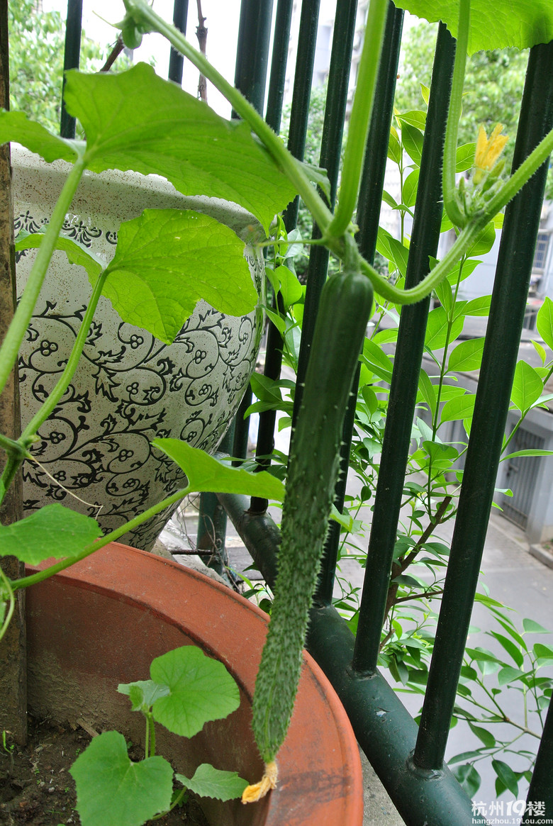 露天阳台菜已收成(2页有更.