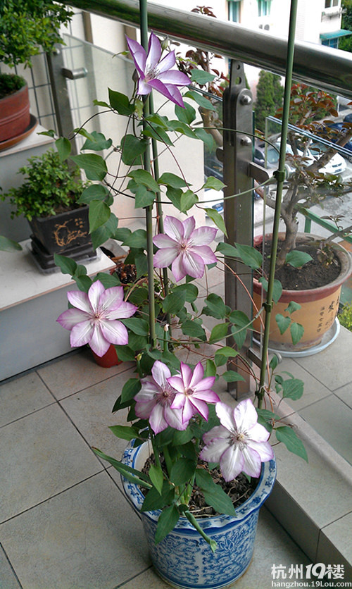 铁线莲-面白 换其他品种