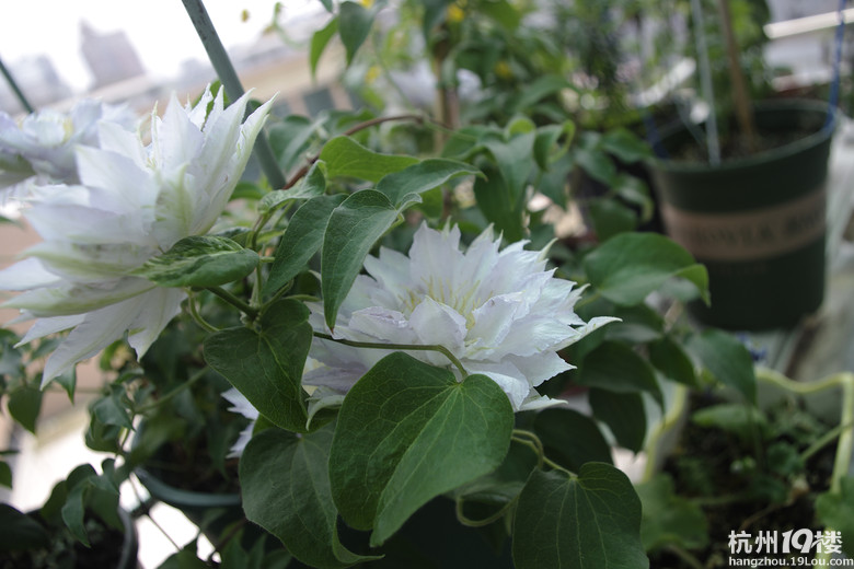 铁线莲舞王找新家