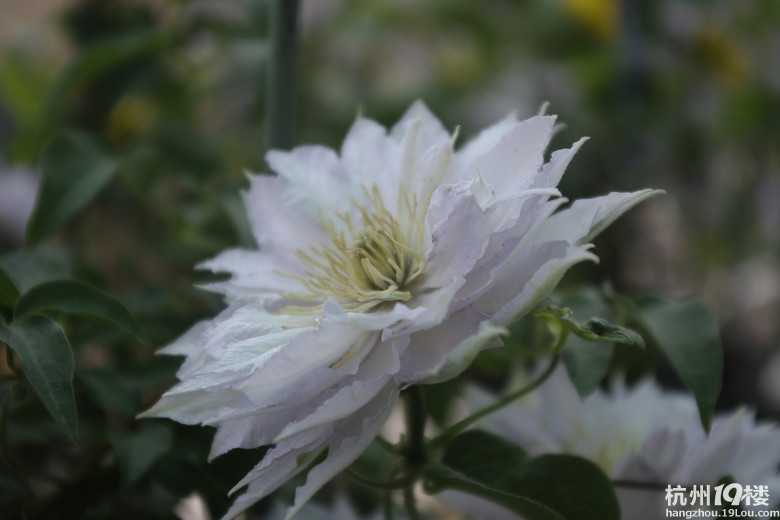 铁线莲舞王找新家