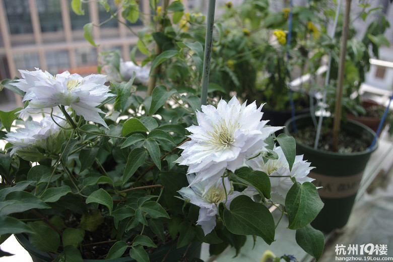 铁线莲舞王找新家