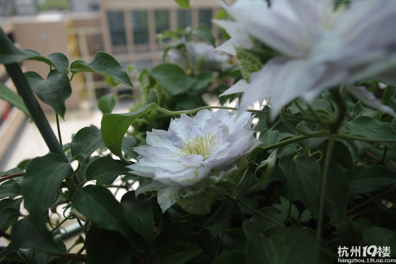 铁线莲舞王找新家