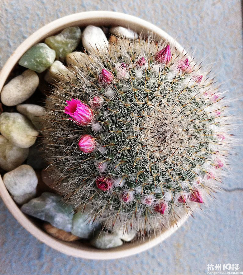 帖子 白头翁  这个仙人球白头翁也是去年冬天入的,来的时候也是开花的