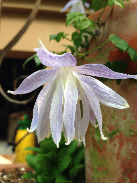 我的长瓣铁线莲