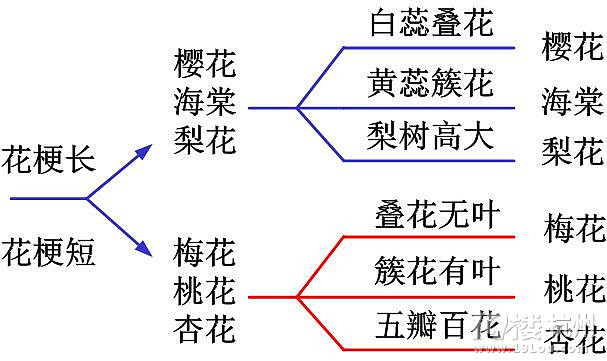 海棠和樱花的区别图解图片